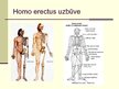 Presentations 'Cilvēka attīstības stadija "Homo erectus"', 5.