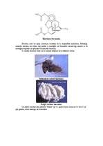Research Papers 'Heroīns un kokaīns', 5.