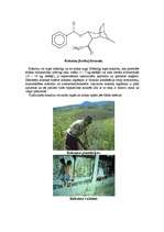 Research Papers 'Heroīns un kokaīns', 7.