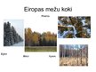 Presentations 'Eiropas jauktie koku meži', 7.