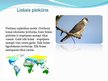 Research Papers 'Latvijas un pasaules interesantākie putni', 20.