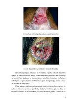 Research Papers 'Perianālā/anāla furunkuloze suņiem', 8.