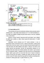 Term Papers 'CpG oligonukleotīdu pakošana hepatīta C vīrusa nestrukturālā proteīna trīs epito', 14.