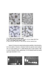Term Papers 'CpG oligonukleotīdu pakošana hepatīta C vīrusa nestrukturālā proteīna trīs epito', 48.