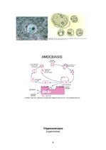 Summaries, Notes 'Medicīniskā parazitoloģija', 6.