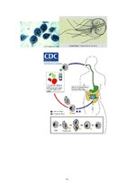 Summaries, Notes 'Medicīniskā parazitoloģija', 11.
