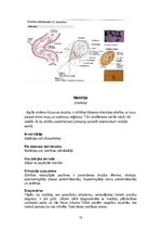 Summaries, Notes 'Medicīniskā parazitoloģija', 12.