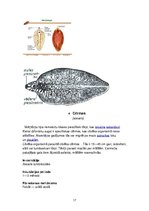 Summaries, Notes 'Medicīniskā parazitoloģija', 17.