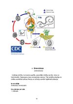 Summaries, Notes 'Medicīniskā parazitoloģija', 19.