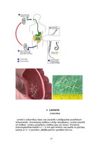 Summaries, Notes 'Medicīniskā parazitoloģija', 21.