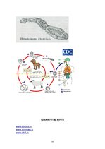Summaries, Notes 'Medicīniskā parazitoloģija', 33.