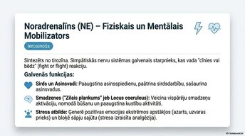 Presentations 'Smadzeņu ķīmiskā arhitektūra', 6.
