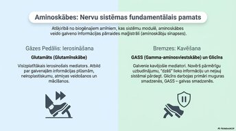 Presentations 'Smadzeņu ķīmiskā arhitektūra', 9.