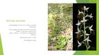 Presentations 'Augi dažādās ekosistēmās', 12.