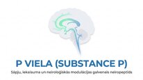 Presentations 'P viela kā neiromediators un neiropeptīds', 1.