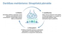Presentations 'P viela kā neiromediators un neiropeptīds', 5.