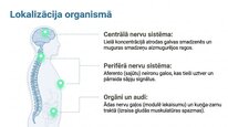 Presentations 'P viela kā neiromediators un neiropeptīds', 7.
