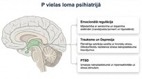 Presentations 'P viela kā neiromediators un neiropeptīds', 14.