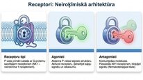 Presentations 'P viela kā neiromediators un neiropeptīds', 17.