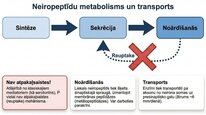 Presentations 'P viela kā neiromediators un neiropeptīds', 18.