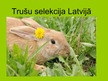 Presentations 'Trušu selekcija Latvijā', 1.