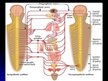 Presentations 'Cilvēka nervu sistēma un tās slimības', 4.