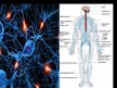Presentations 'Cilvēka nervu sistēma un tās slimības', 25.