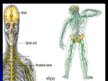 Presentations 'Cilvēka nervu sistēma un tās slimības', 27.