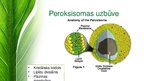 Presentations 'Peroksisomas - bioloģija', 5.