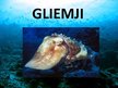 Presentations 'Gliemji', 1.