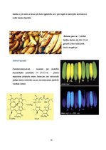 Research Papers 'Pētnieciskais darbs pārtikas ķīmijā. Āboli un banāni', 18.
