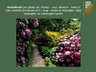 Presentations 'Rododendri', 2.