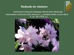 Presentations 'Rododendri', 6.