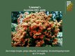 Presentations 'Rododendri', 14.