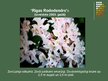 Presentations 'Rododendri', 16.