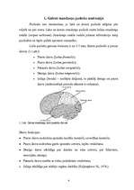 Research Papers 'Galvas smadzeņu pusložu funkcionālā asimetrija', 4.