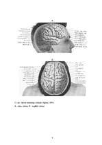 Research Papers 'Galvas smadzeņu pusložu funkcionālā asimetrija', 6.