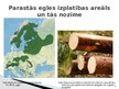 Presentations 'Pārnadžu ietekme uz parastās egles jaunaudžu sanitāro stāvokli.', 3.