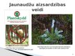 Presentations 'Pārnadžu ietekme uz parastās egles jaunaudžu sanitāro stāvokli.', 5.