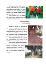 Research Papers 'Pasaules interesantākie koki', 10.