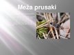 Presentations 'Meža ekosistēma', 24.