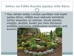 Presentations 'Senās Japānas kultūras izpausmes mūsdienu Latvijā', 8.