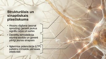 Presentations 'Vai smadzenes spēj pārveidoties pēc traumas vai insulta', 8.