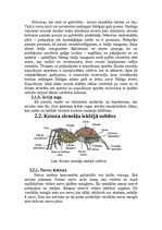 Research Papers 'Krusta zirnekļa uzbūve un dzīves veids', 5.
