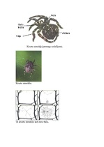 Research Papers 'Krusta zirnekļa uzbūve un dzīves veids', 18.