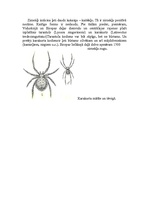 Research Papers 'Krusta zirnekļa uzbūve un dzīves veids', 19.
