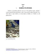 Research Papers 'Zivju šķirošanas iekārtas', 2.