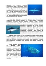 Research Papers 'Рыбы мирового океана', 3.