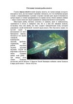 Research Papers 'Рыбы мирового океана', 4.