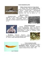 Research Papers 'Рыбы мирового океана', 5.